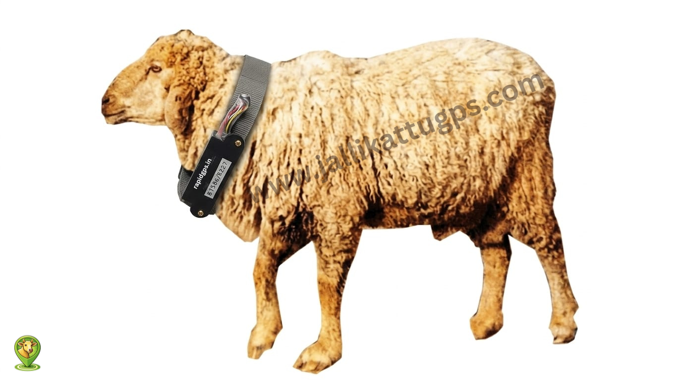 Nali sheep