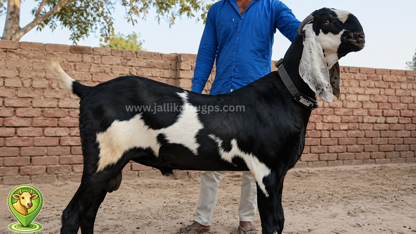 Beetal goat