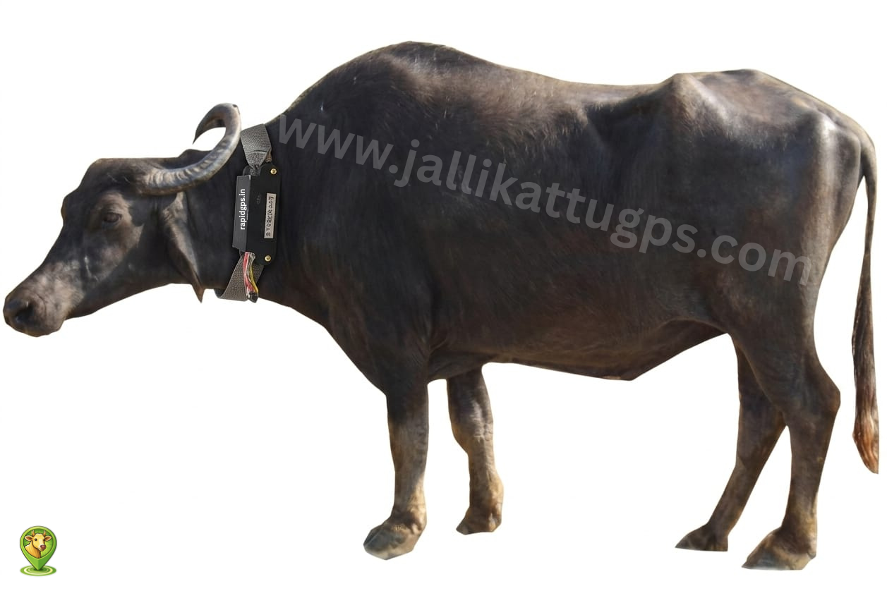kalahandi bull