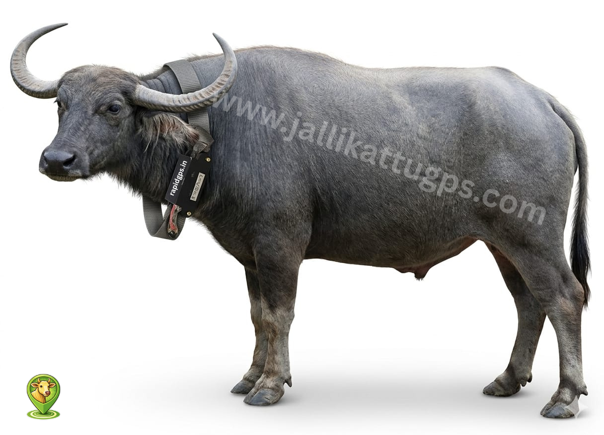 Toda bull