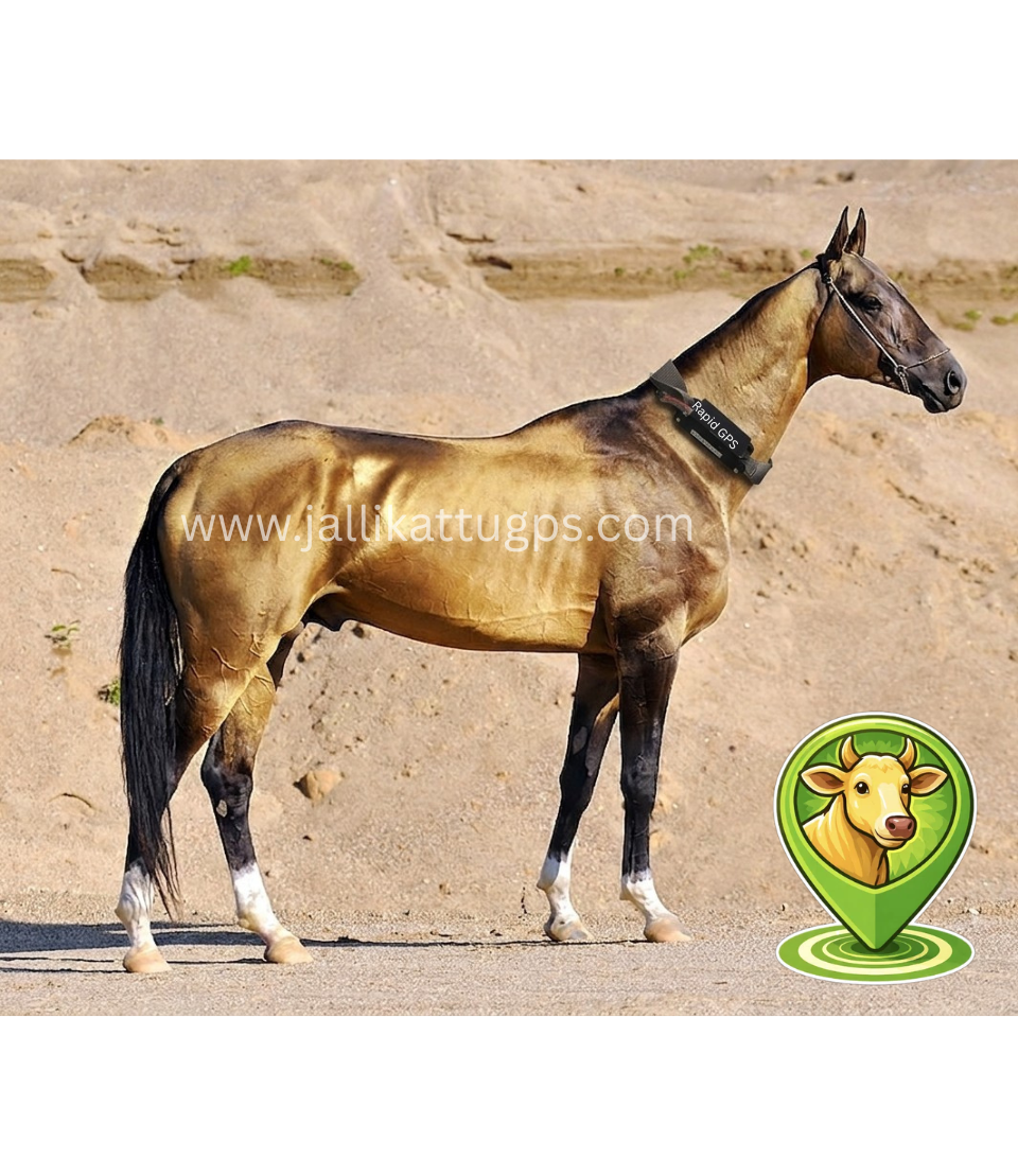 Akhal-Teke Horse