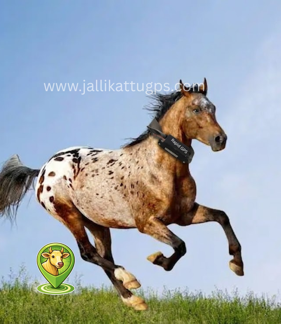 Appaloosa Horse