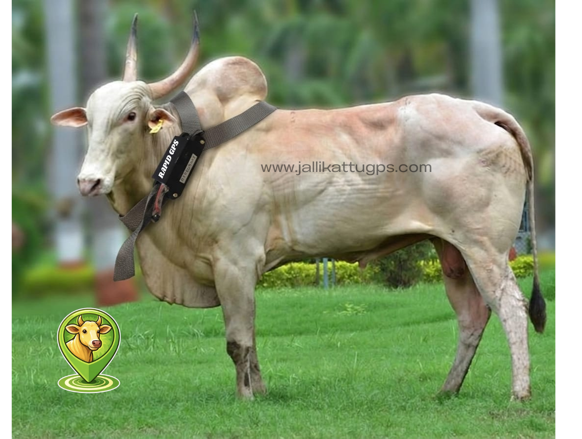 Khillari Cow