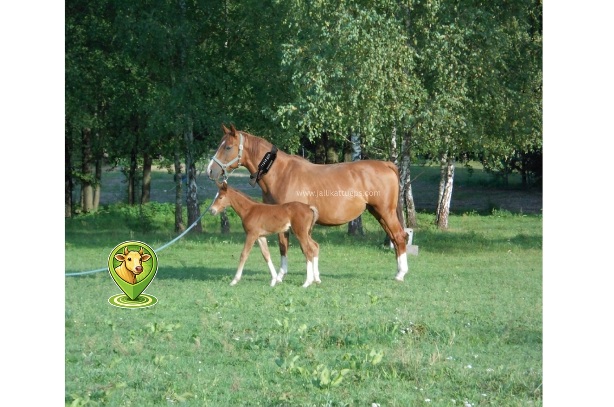 Thoroughbred horse