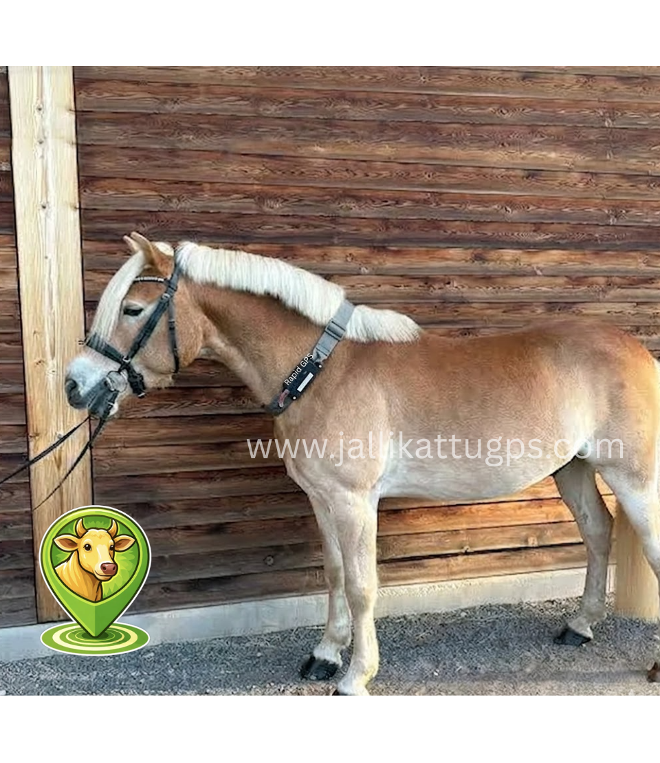 Haflinger