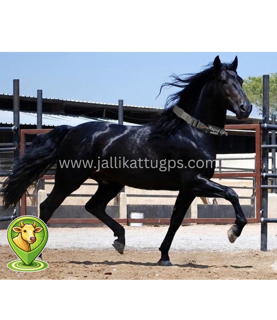 Tennessee Walking Horse