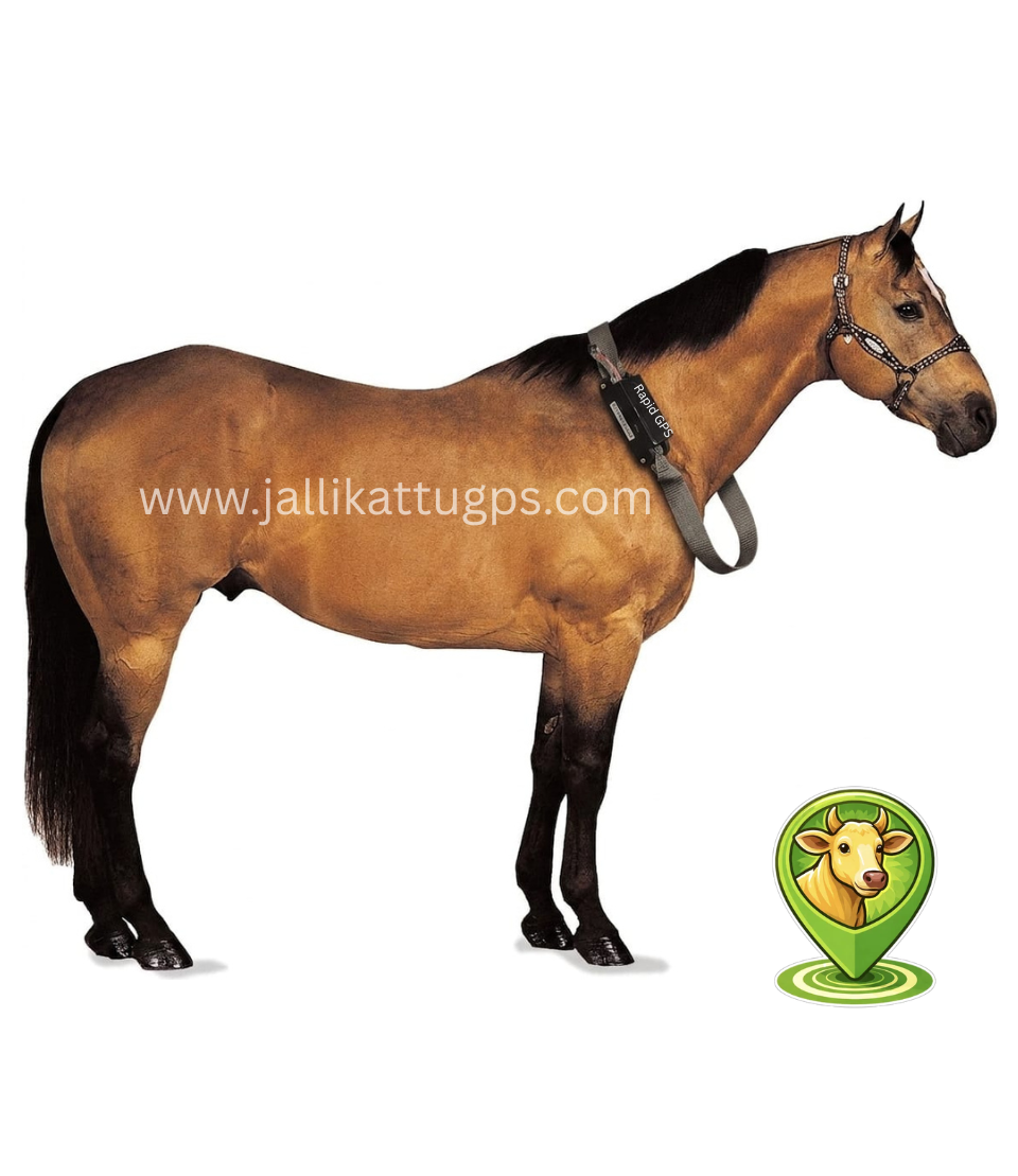 American Quarter Horse