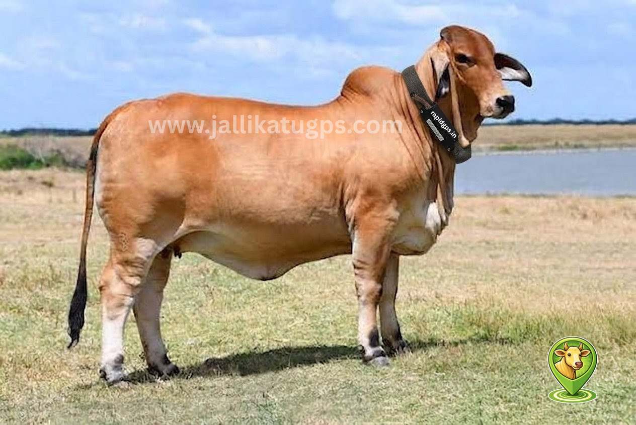 Brahman 