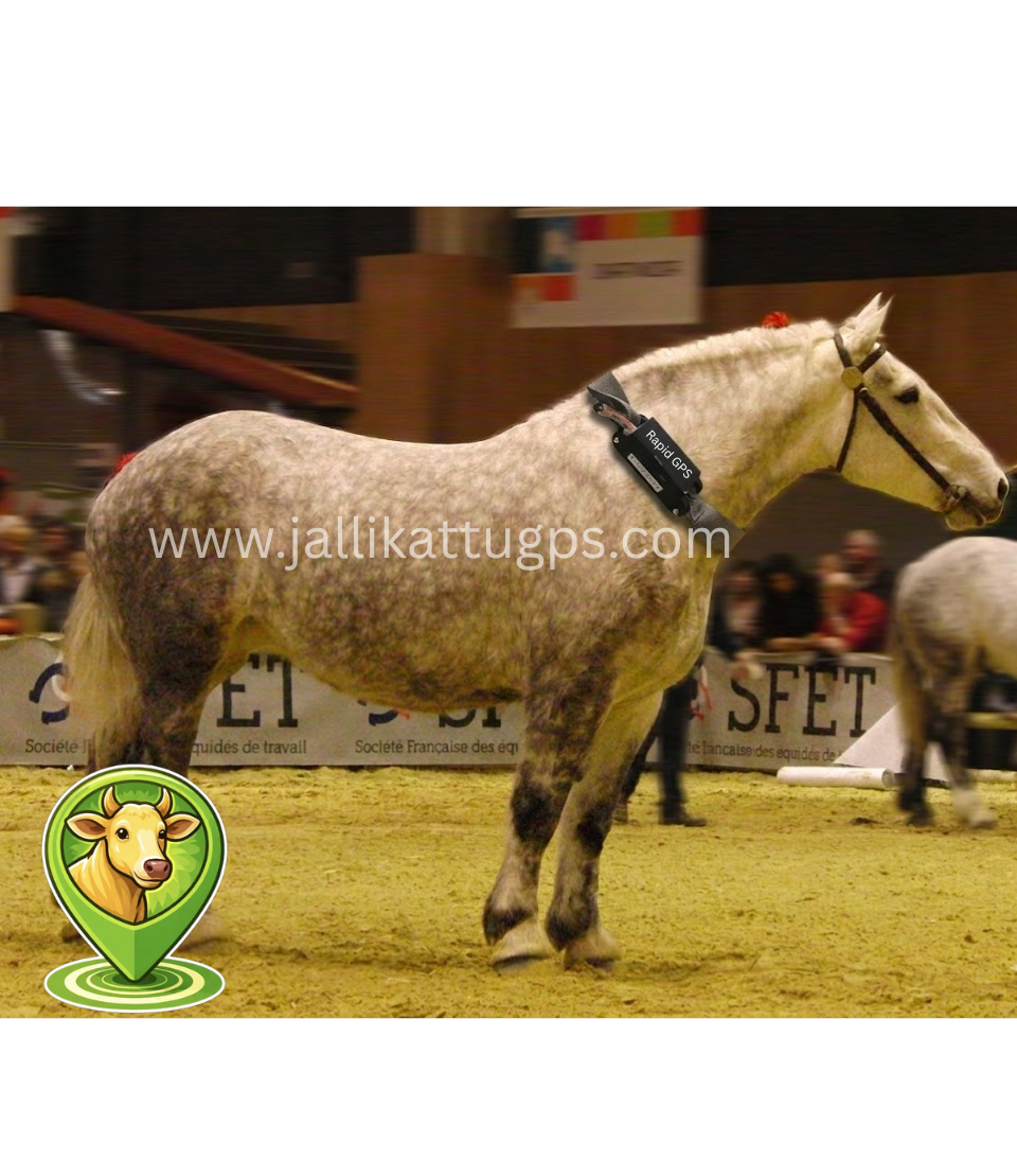 Percheron Horse