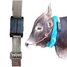 Magnetic vs. Collar GPS Trackers for Cattle | Jallikattu GPS