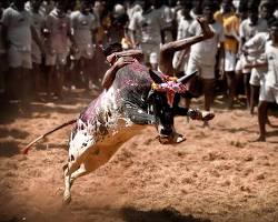 Top 7 Reasons Every Jallikattu Bull Owner Should Use GPS Tracking
