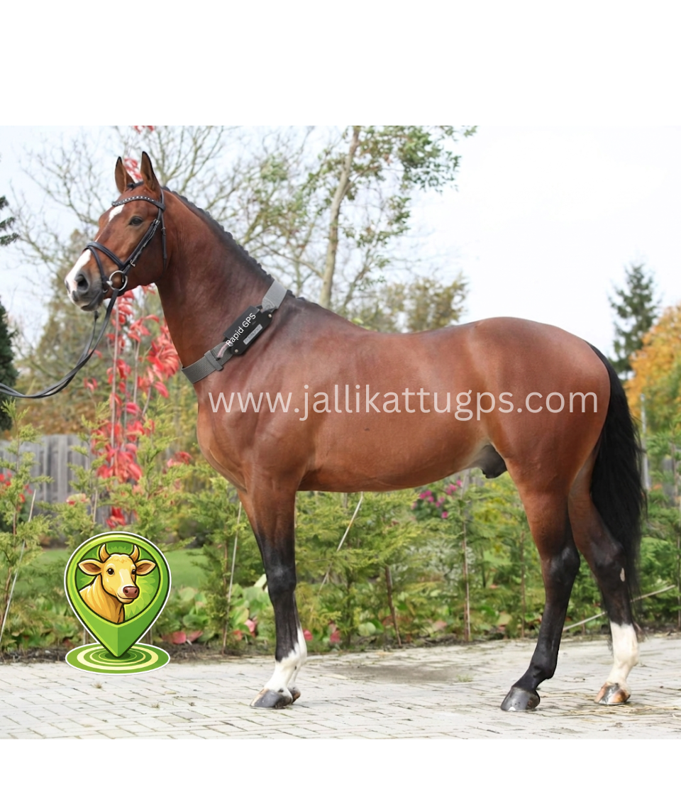 Dutch Warmblood Horse