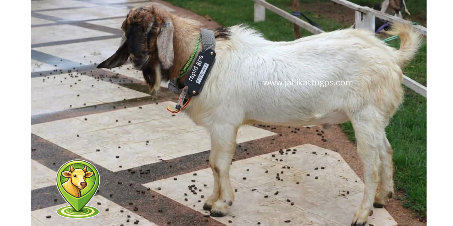 osmanabadi goat