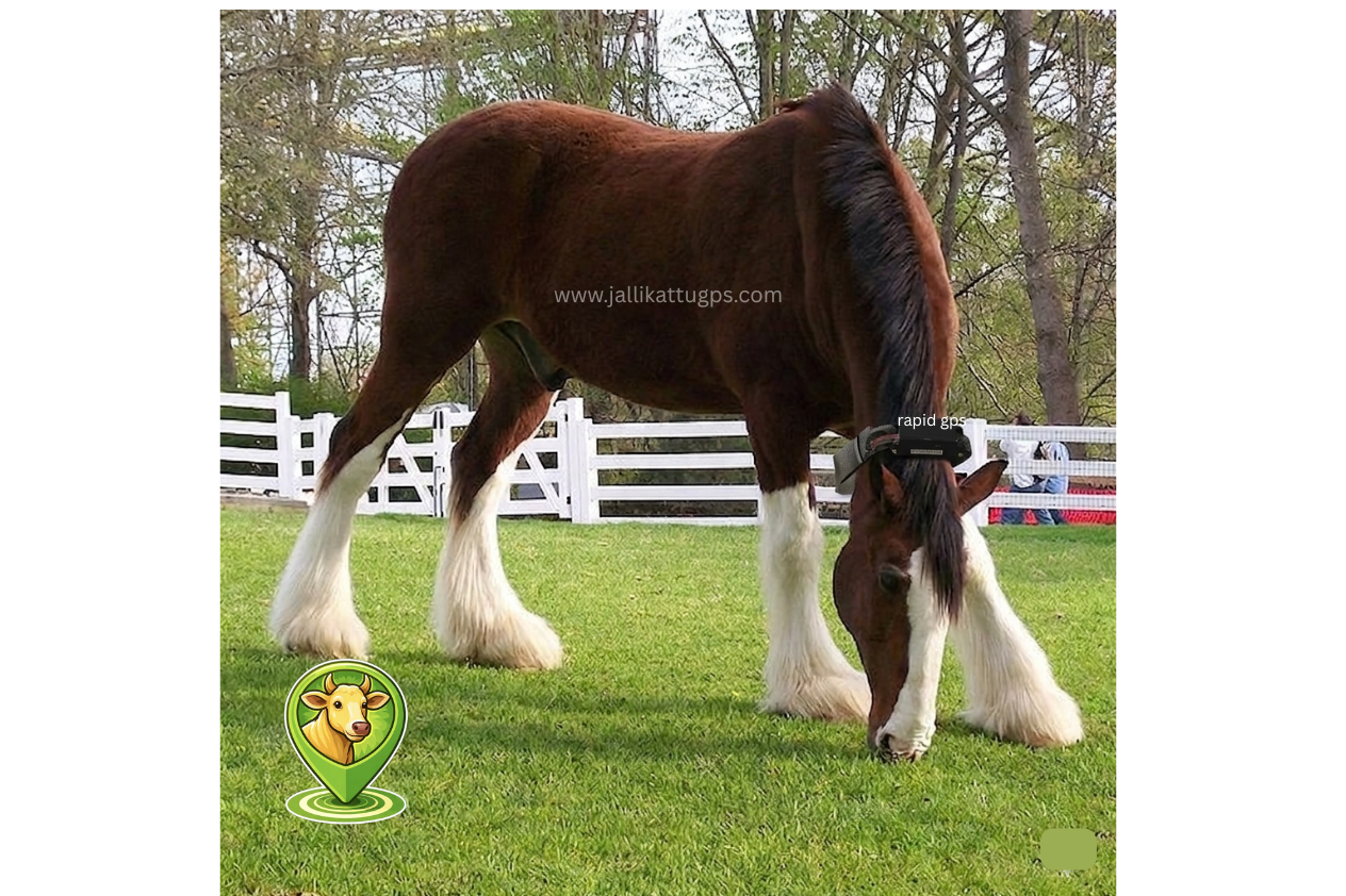 Clydesdale horse