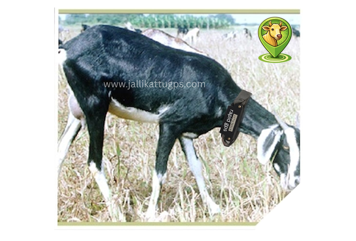 Kanni aadu goat
