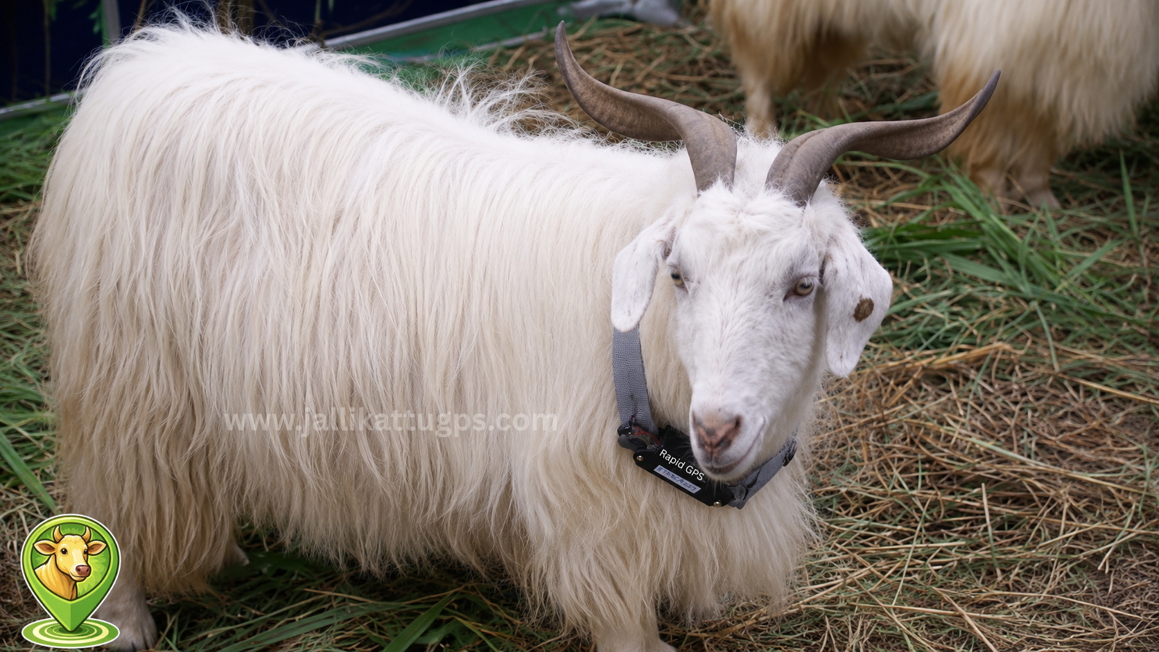 Chegu Goat