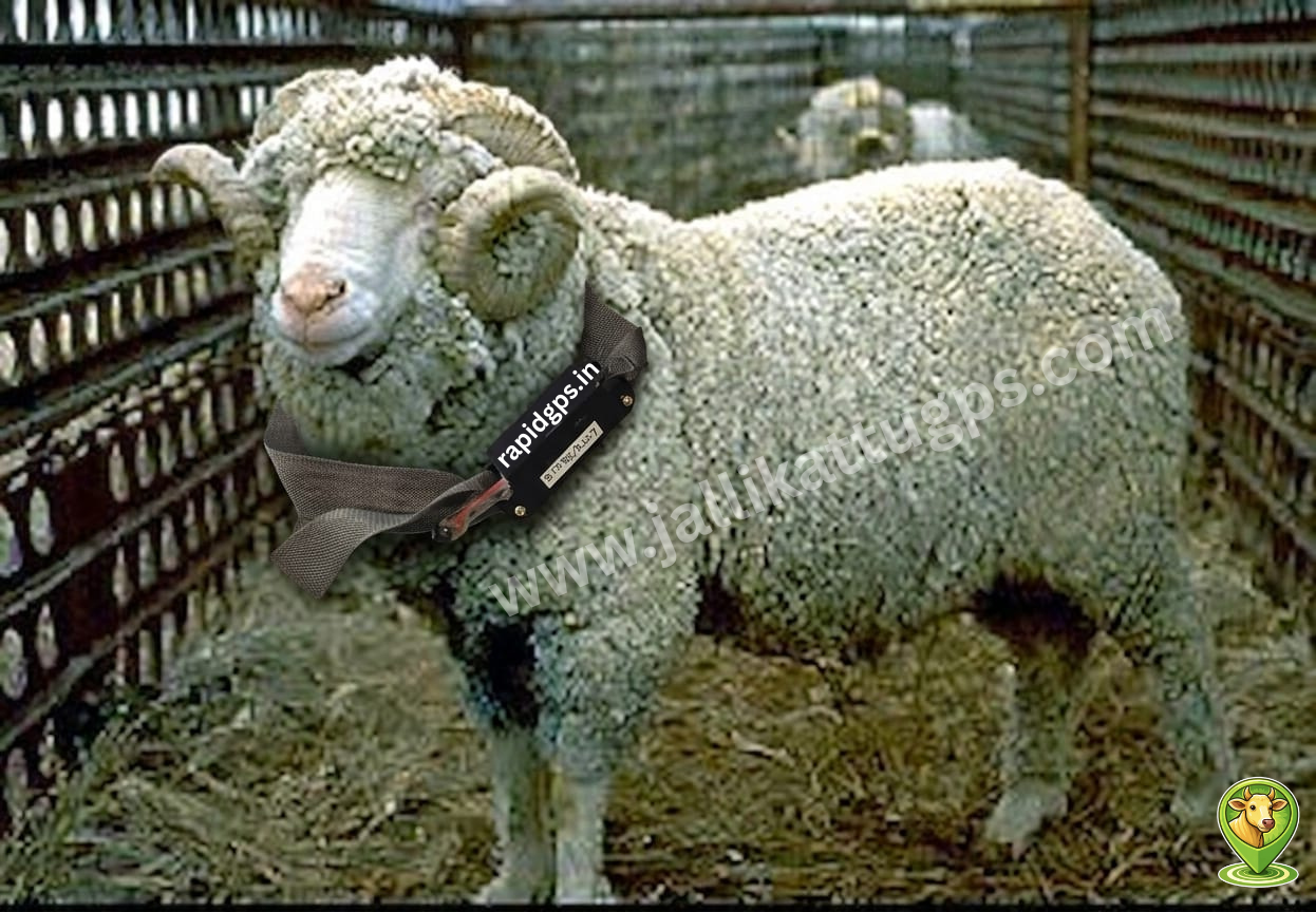 Booroola Merino sheep