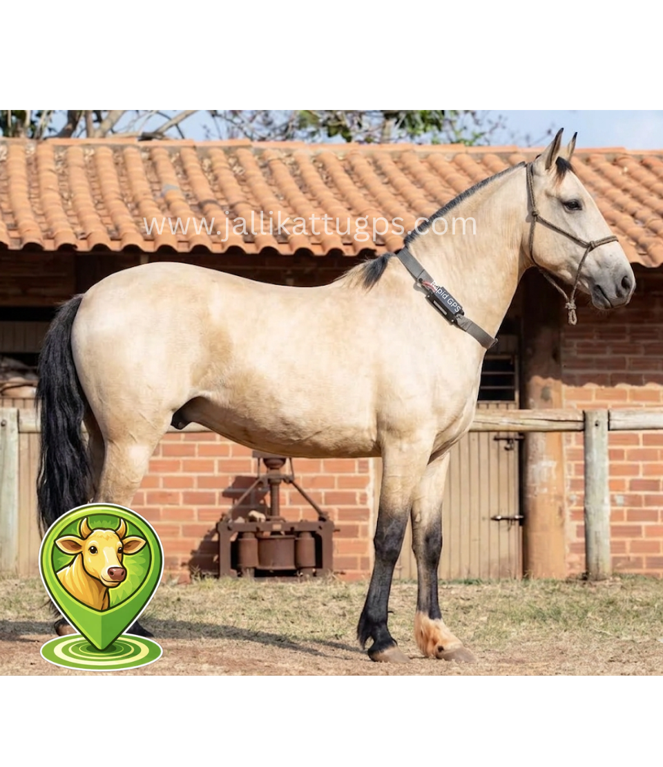 Mangalarga Marchador Horse