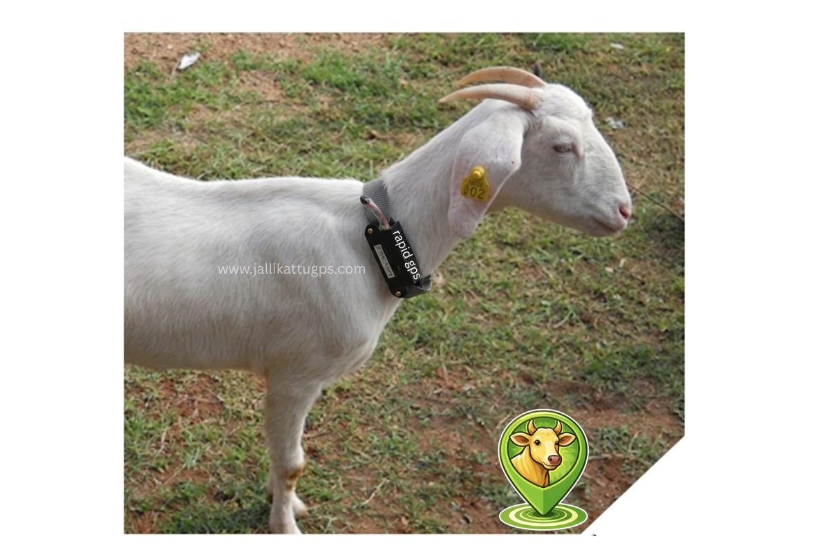 Tellicherry goat