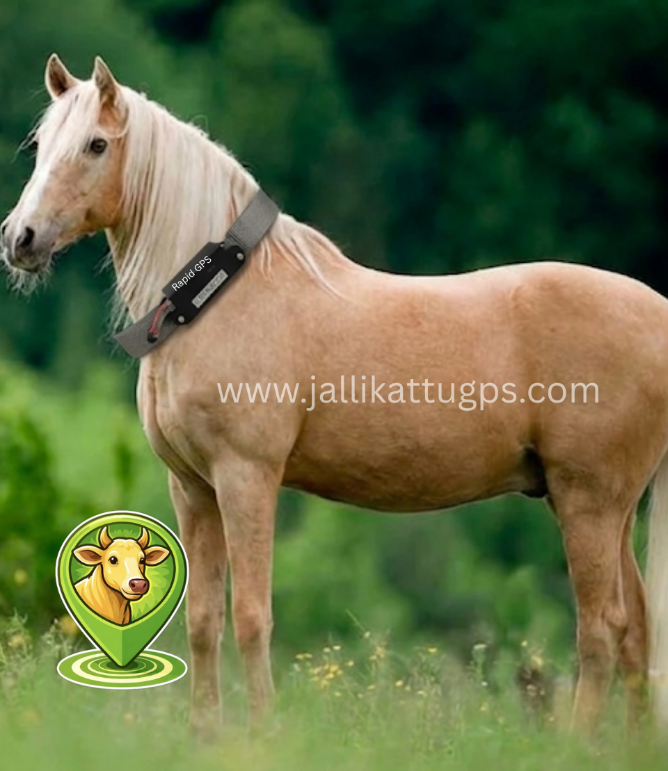 Lusitano Horse