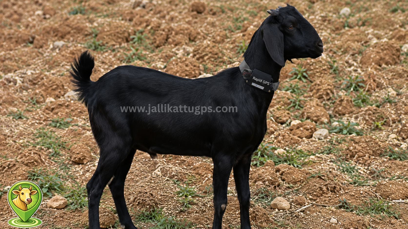 Attapady black