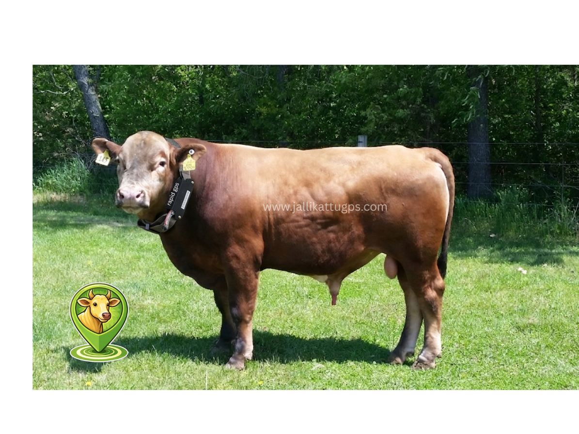 Beefalo cowe 