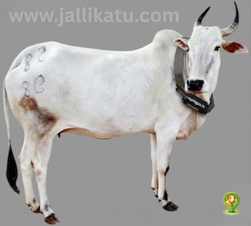 The Amrith Mahal