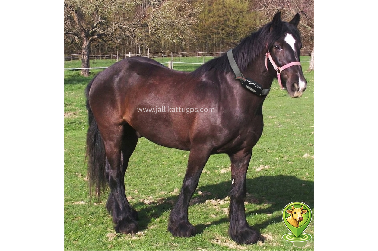 Faded black horse