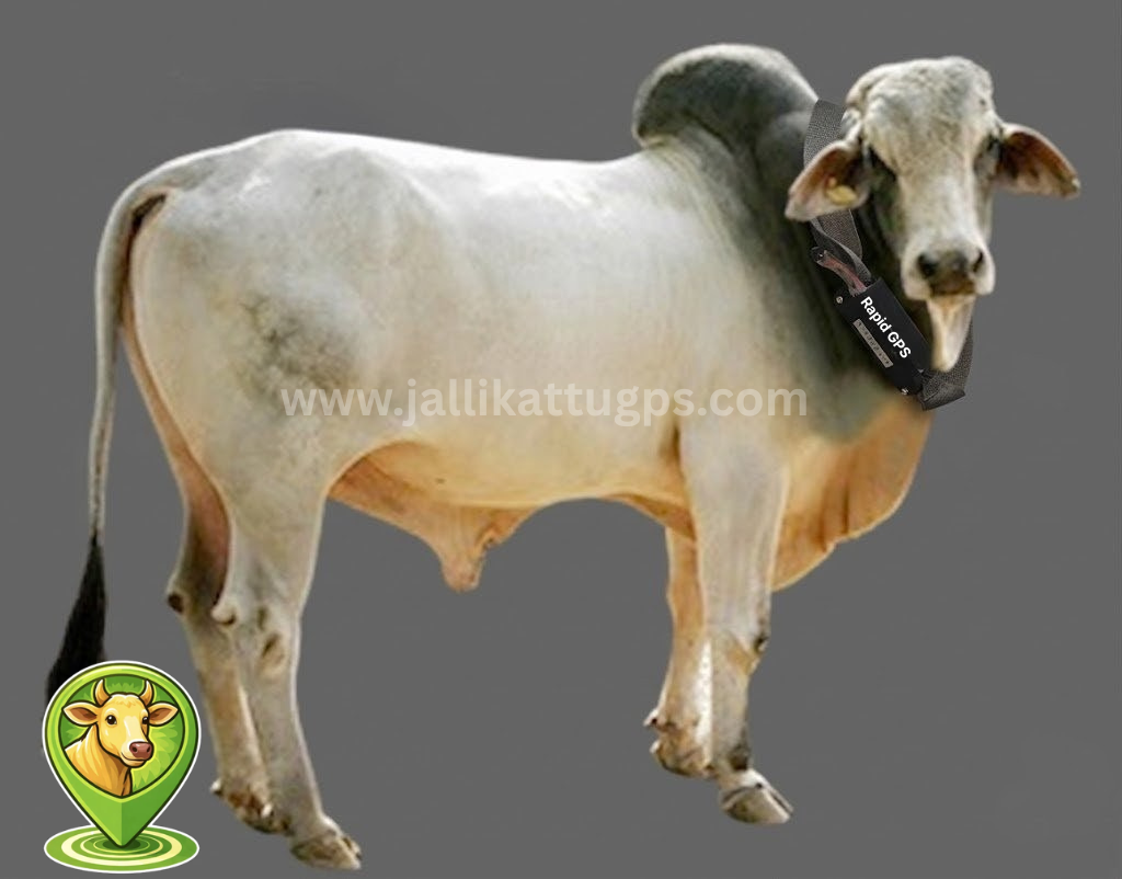 Tharparker cow