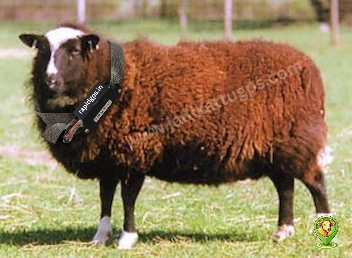 Balwen Welsh mountain Sheep