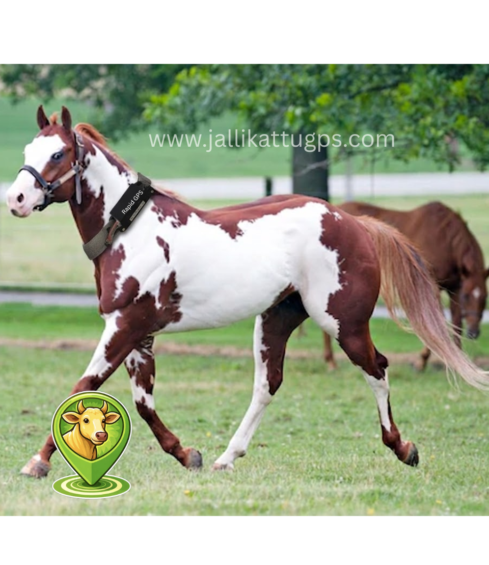 American Paint Horse