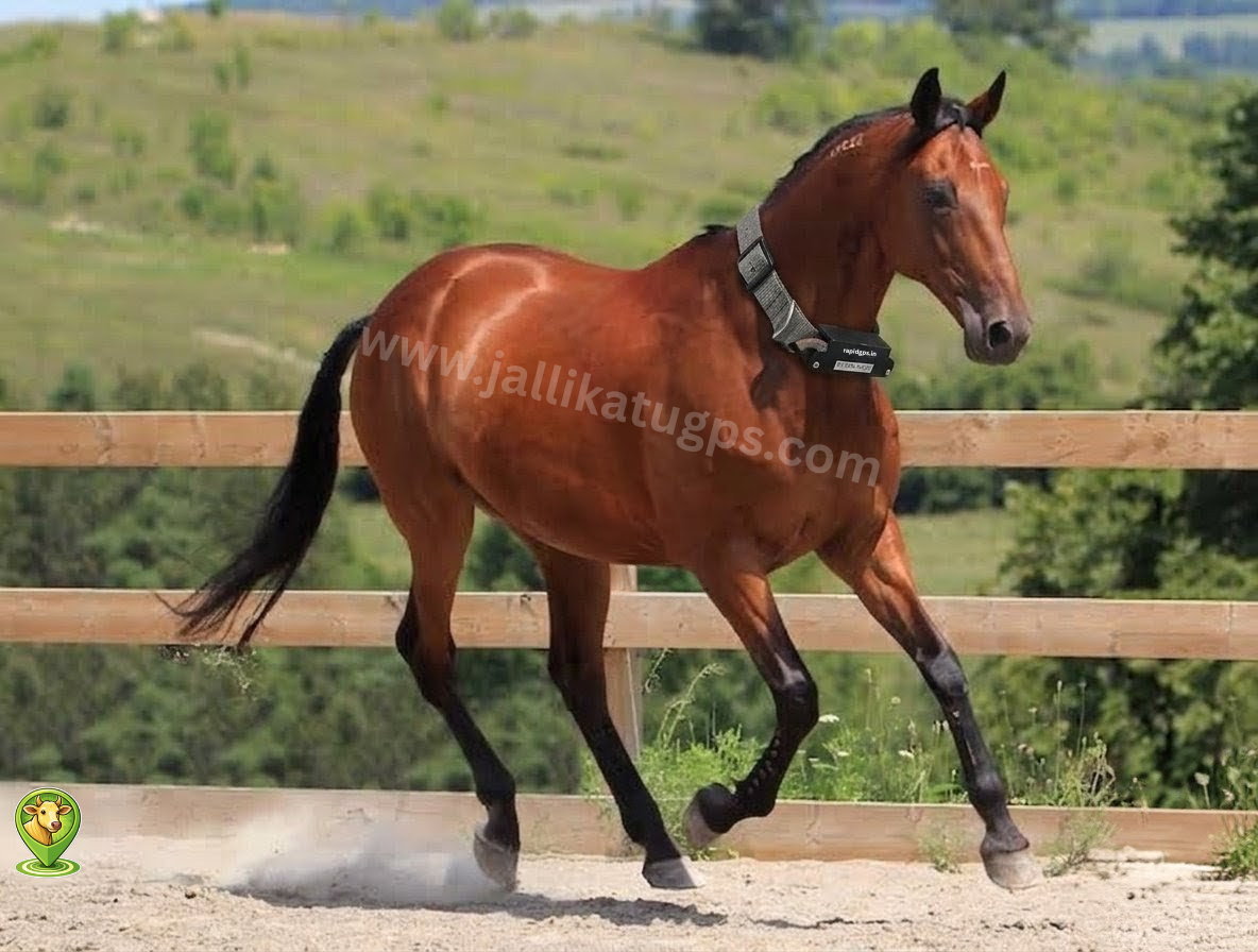 Marwari horse