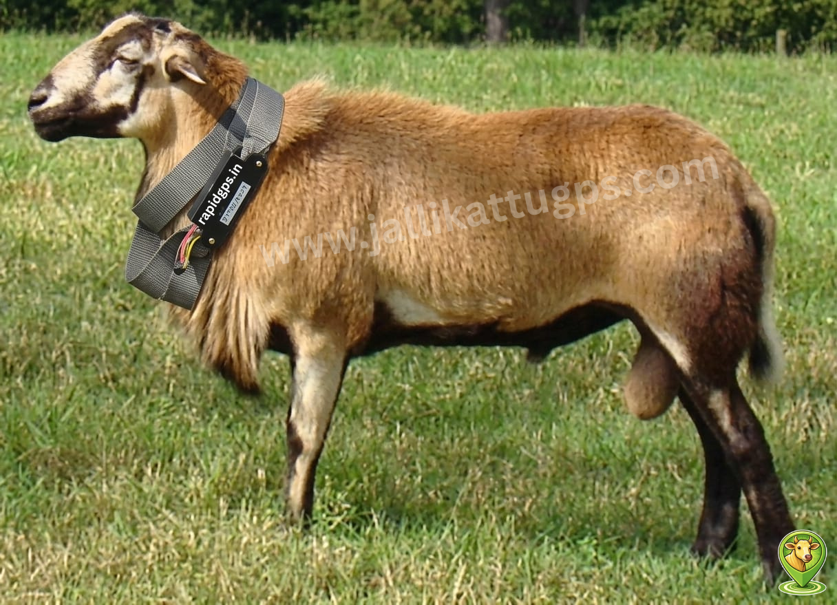 Barbados Blackbelly sheep