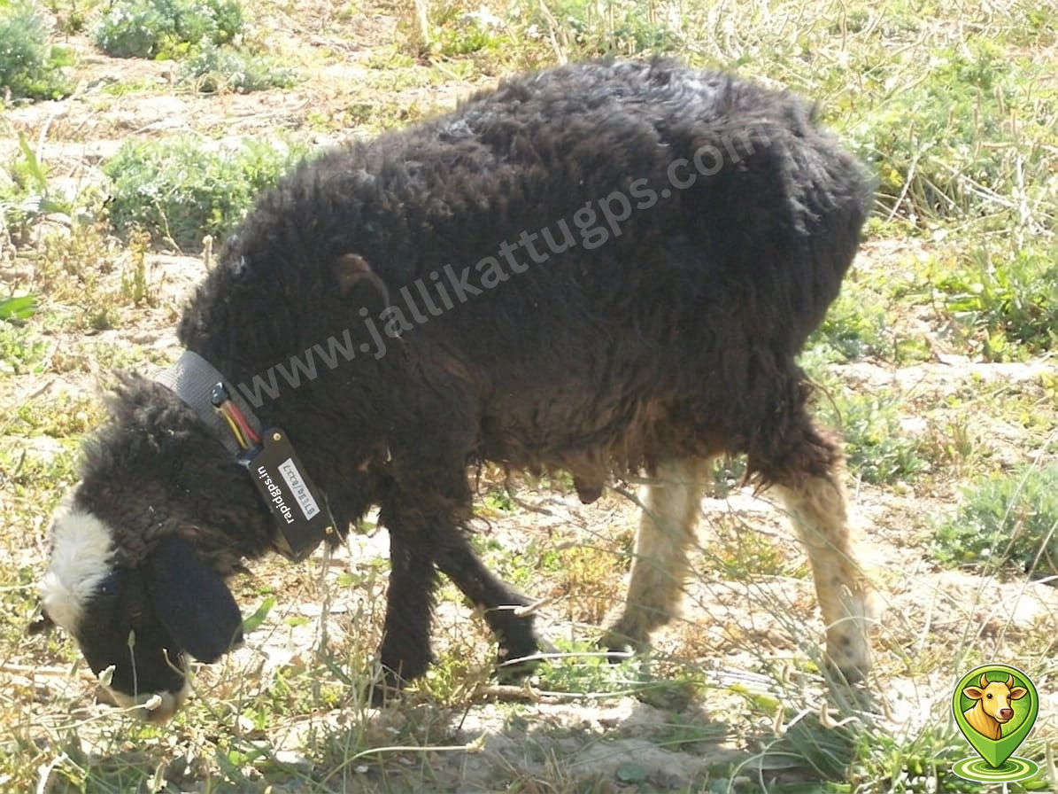 afghani arabi sheep