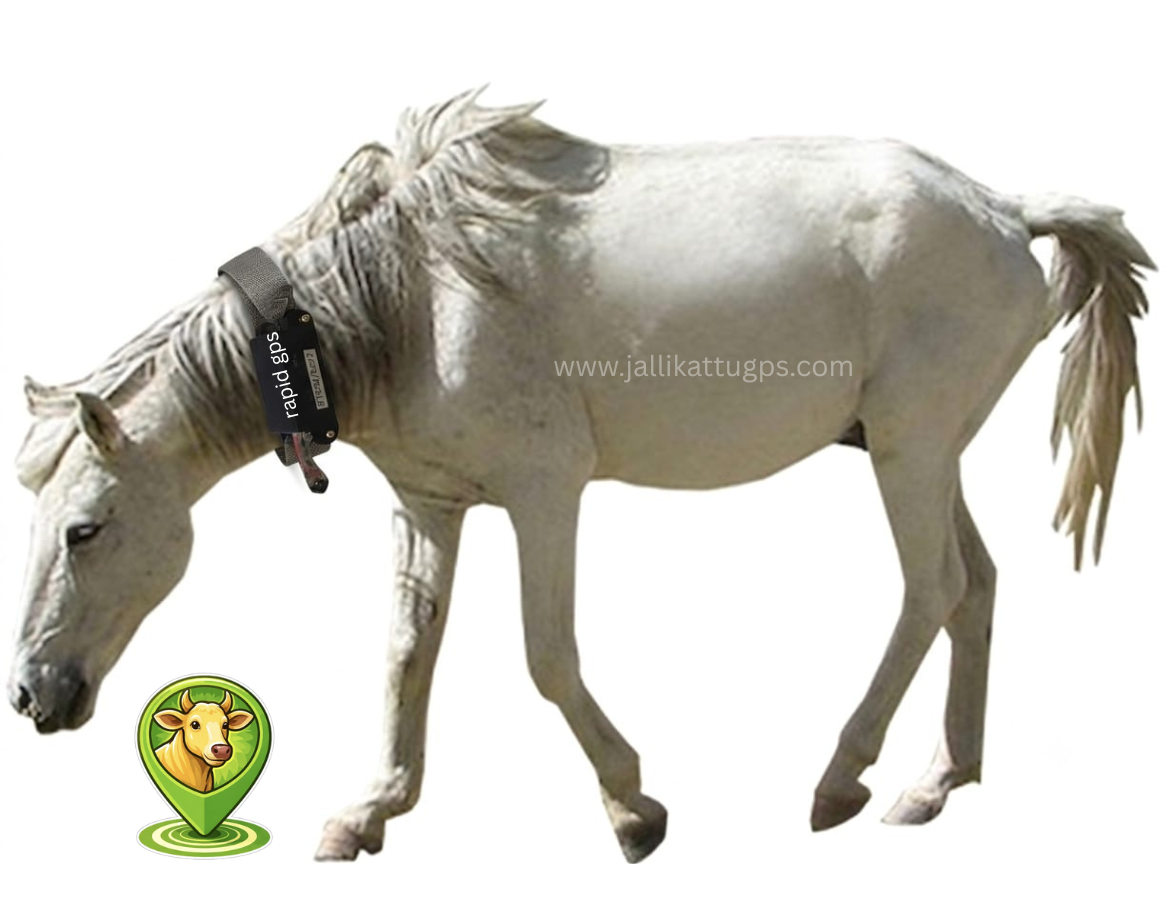 Zanskari Horse