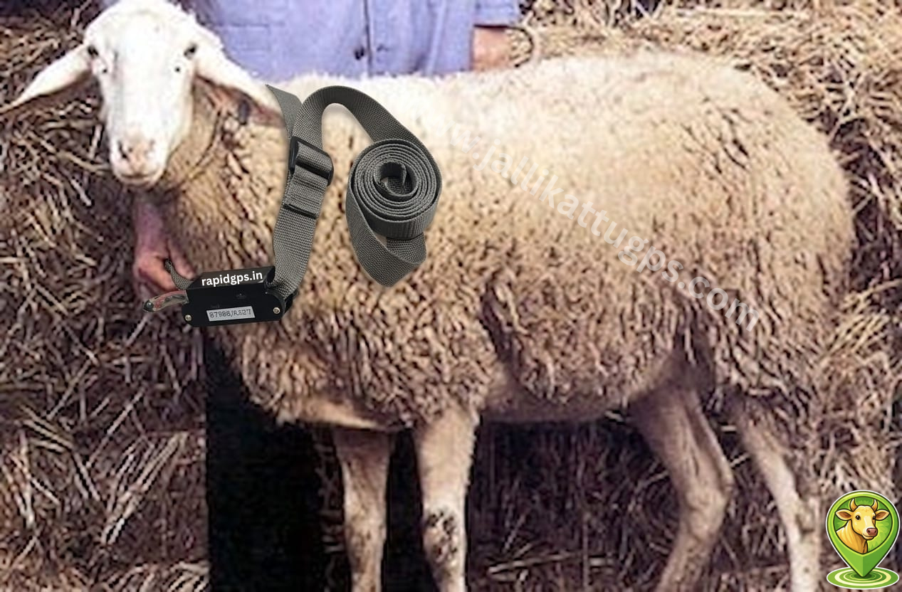 campanian barbary sheep