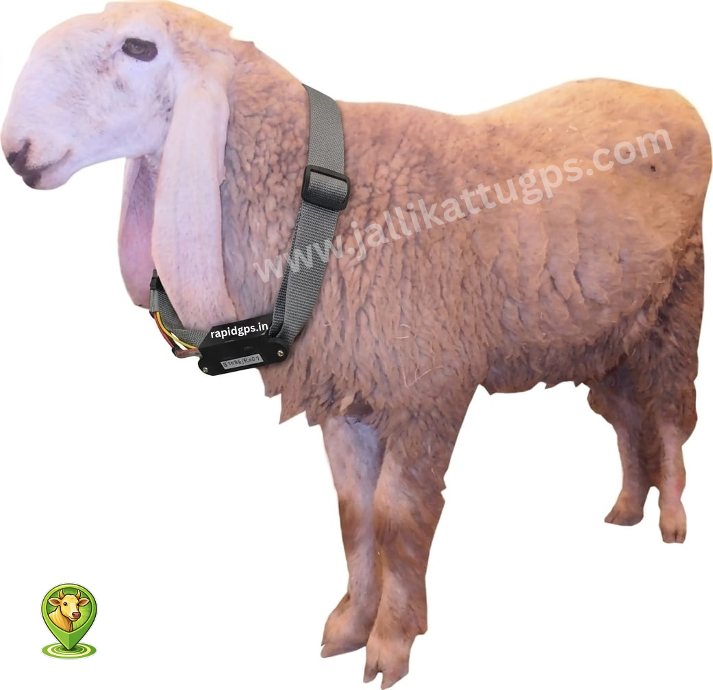 lohi sheep