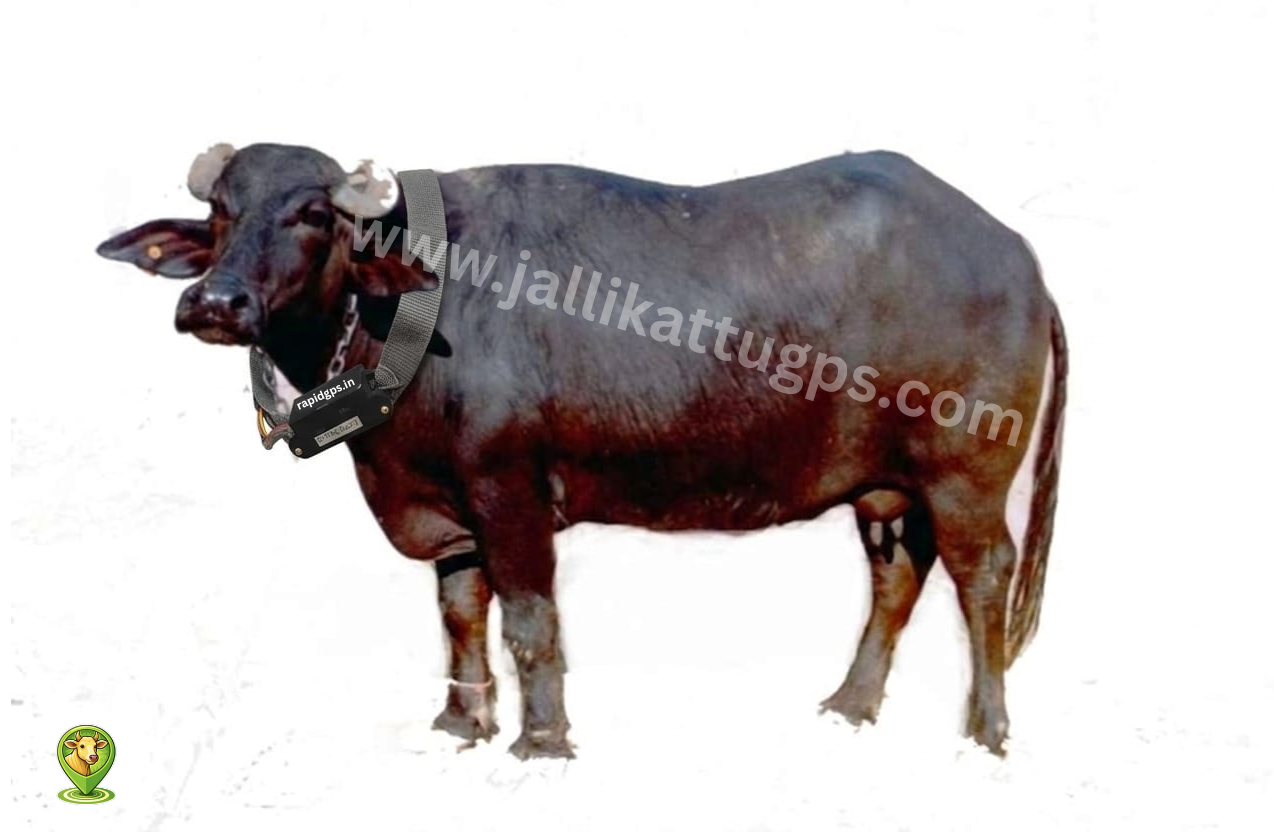 Bhadawari bull 