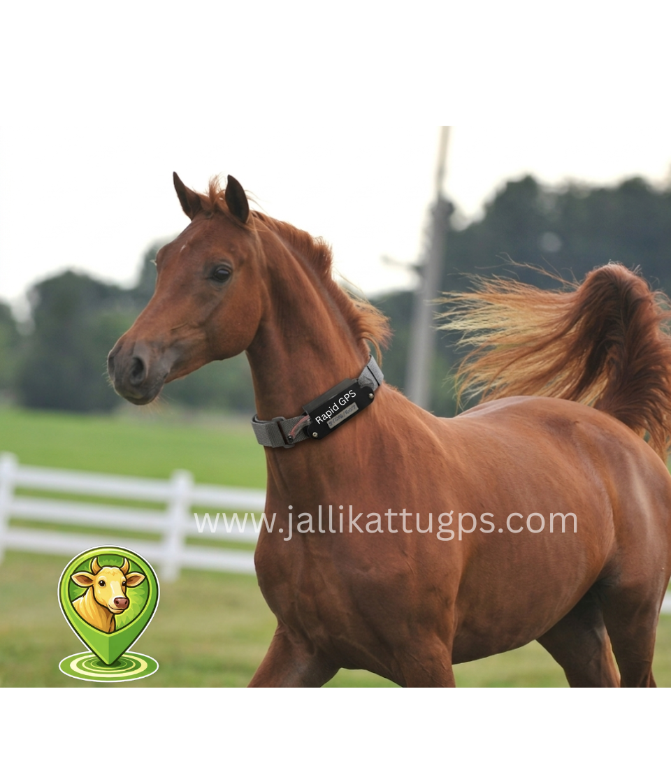 Morgan horse