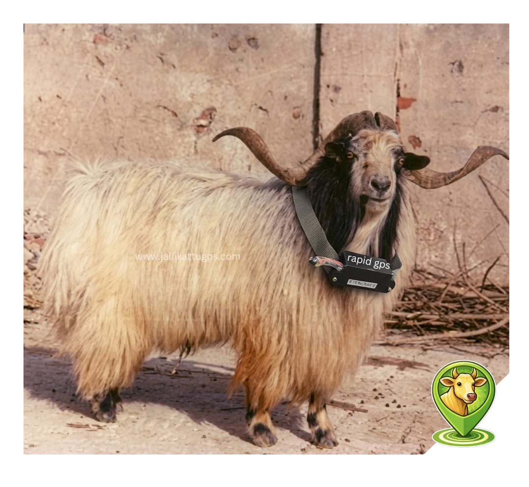 chegu goat
