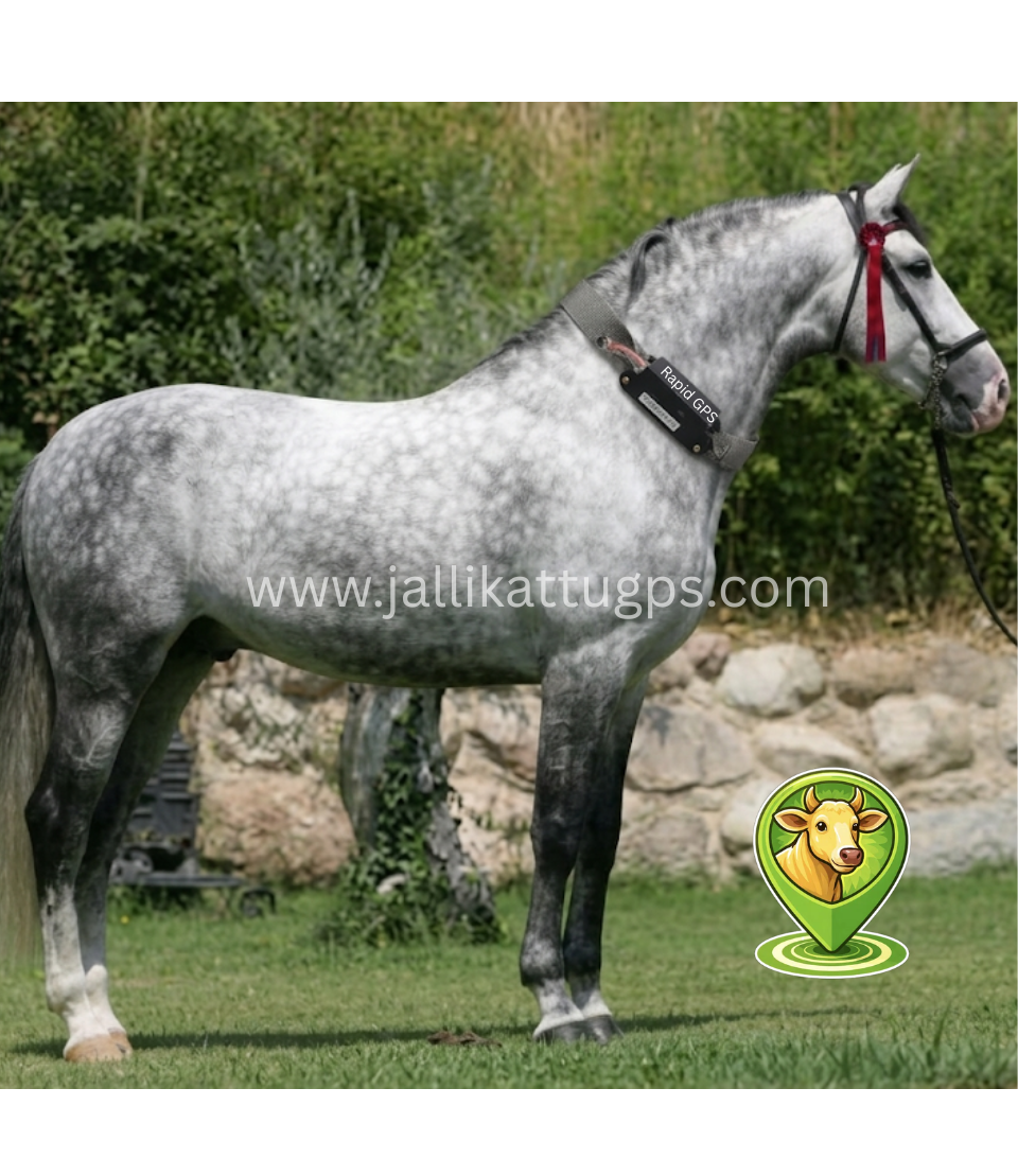 Pure Spanish Horse (PRE)