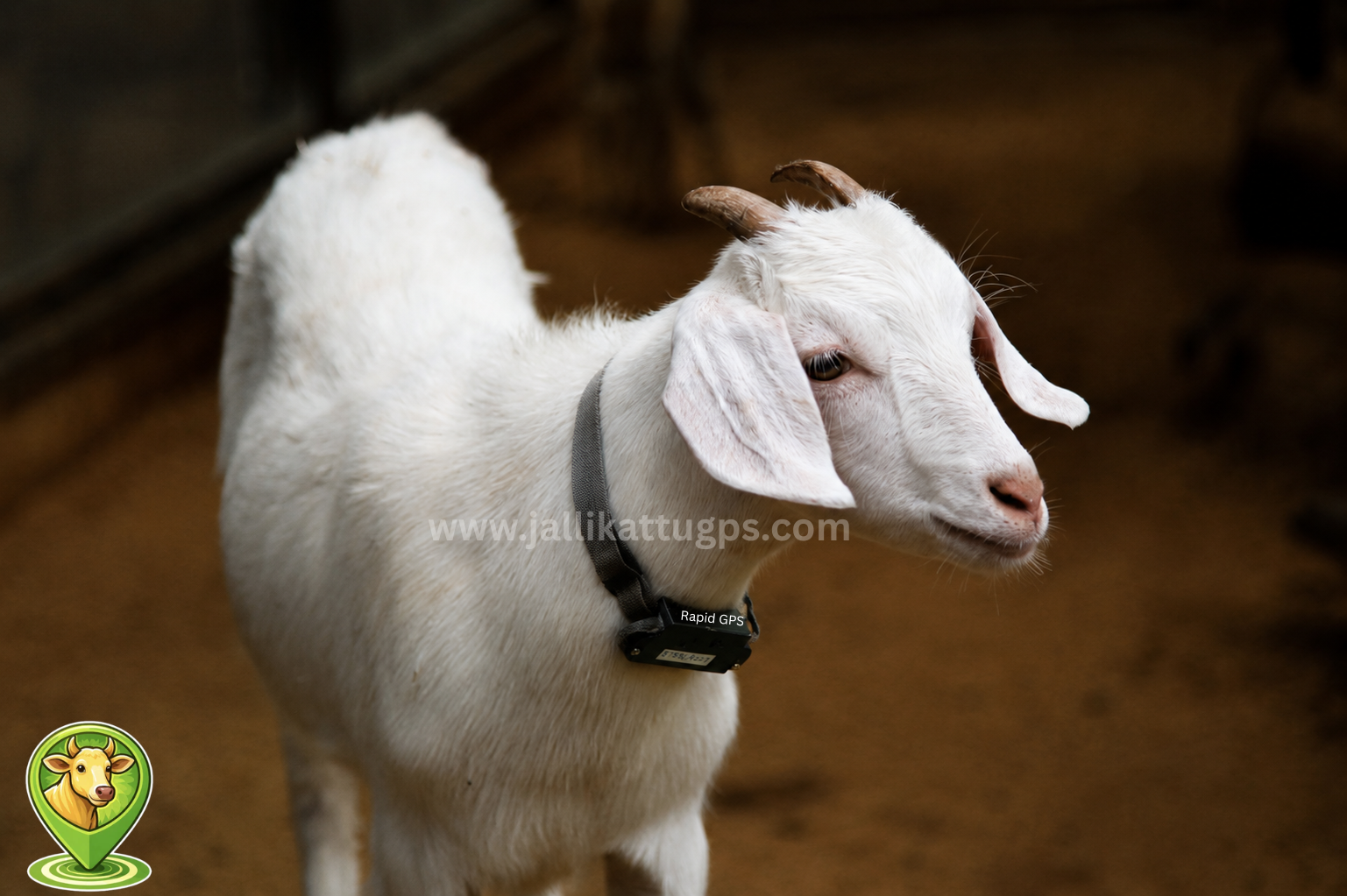 goat