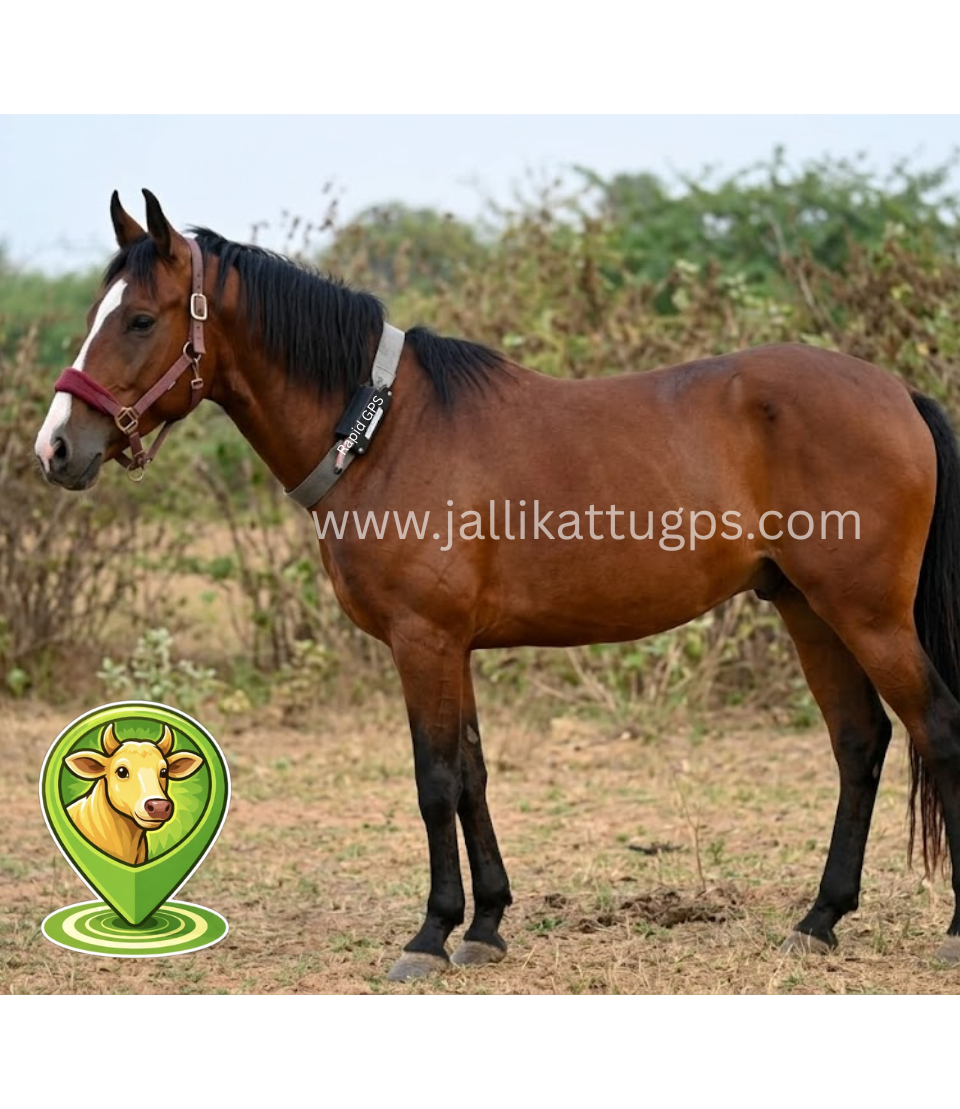 American Saddlebred Horse