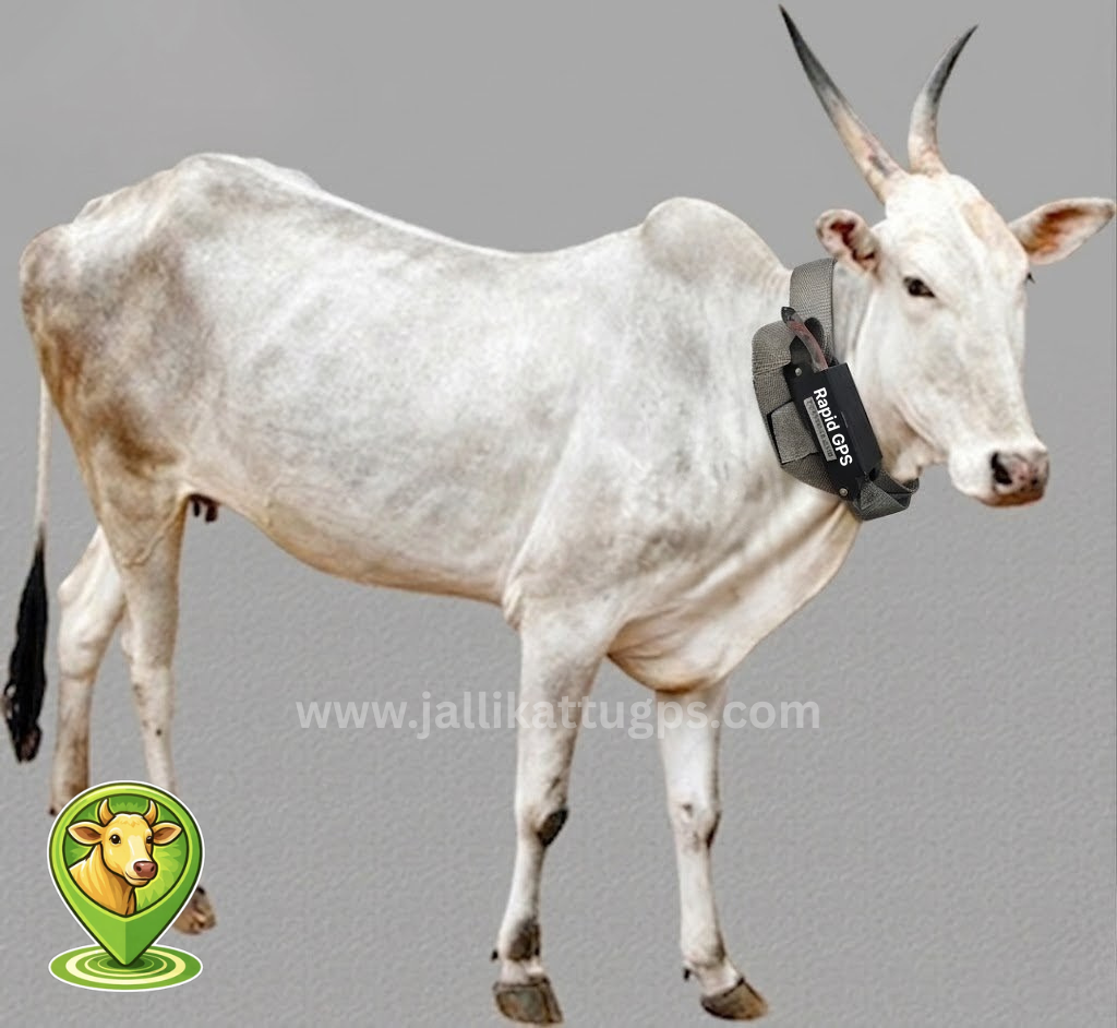 hallikar cow 