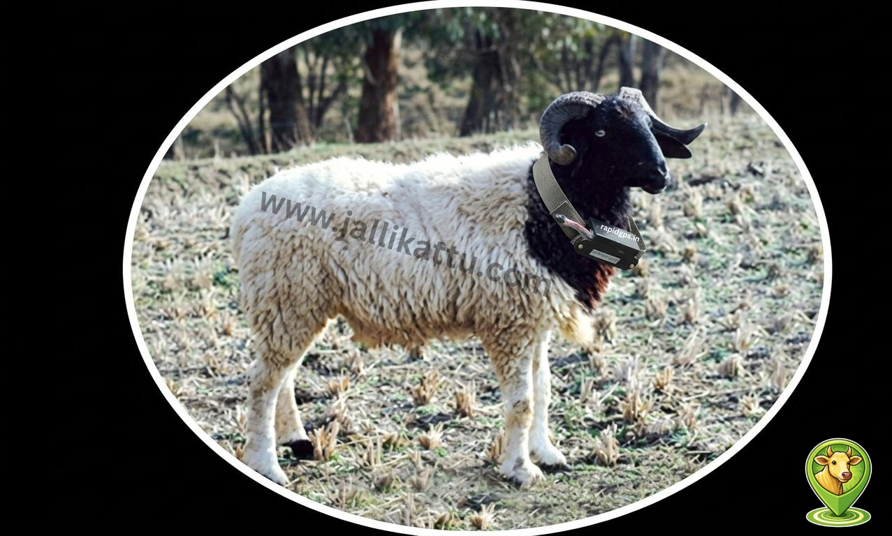 coimbatore sheep