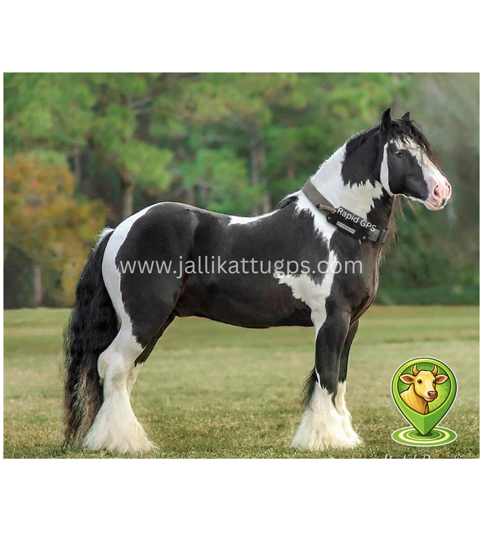 Gypsy Vanner Horse