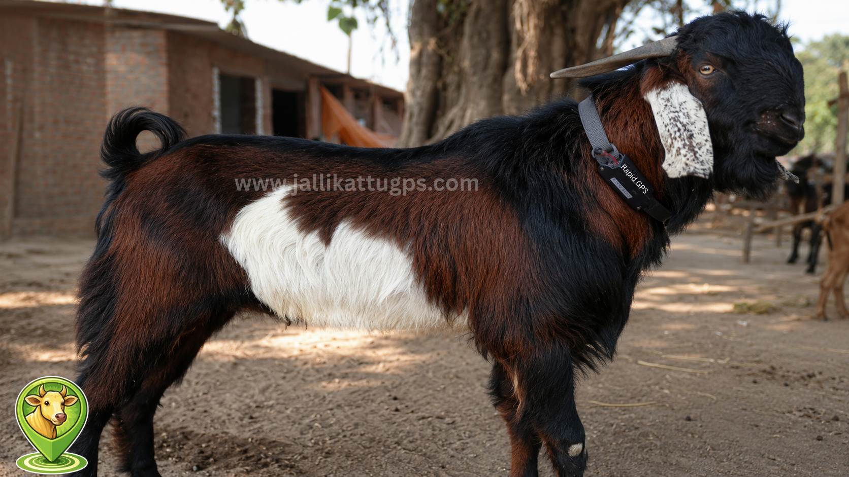 Mehsana goat