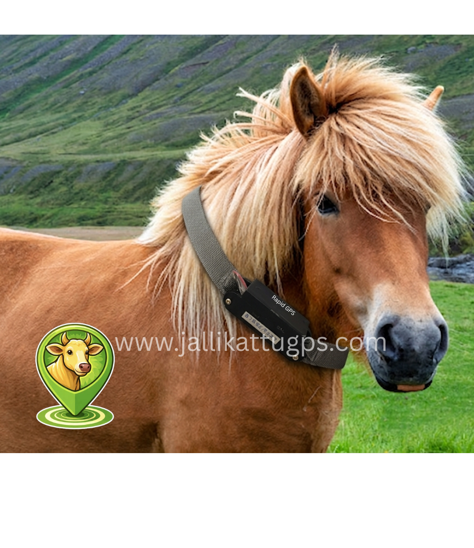 Icelandic Horse