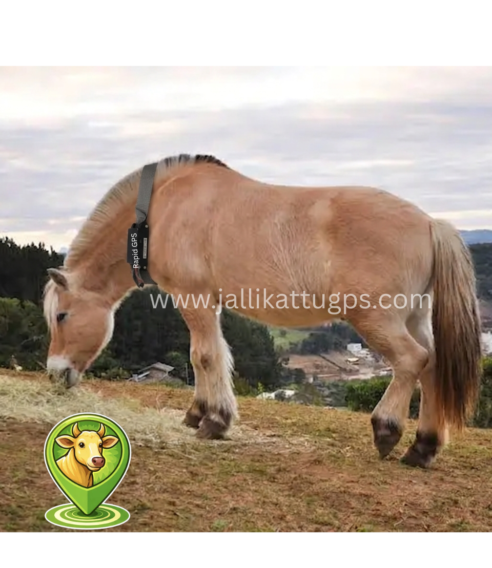 Fjord Horse