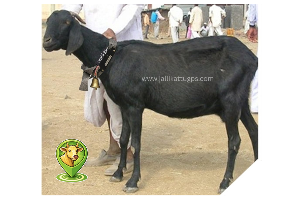  Osmanabadi goat